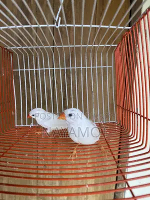 Finch Bird