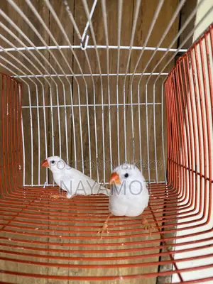Finch Bird