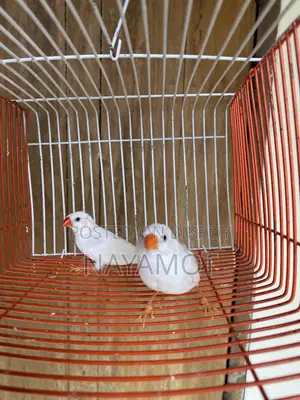 Finch Bird