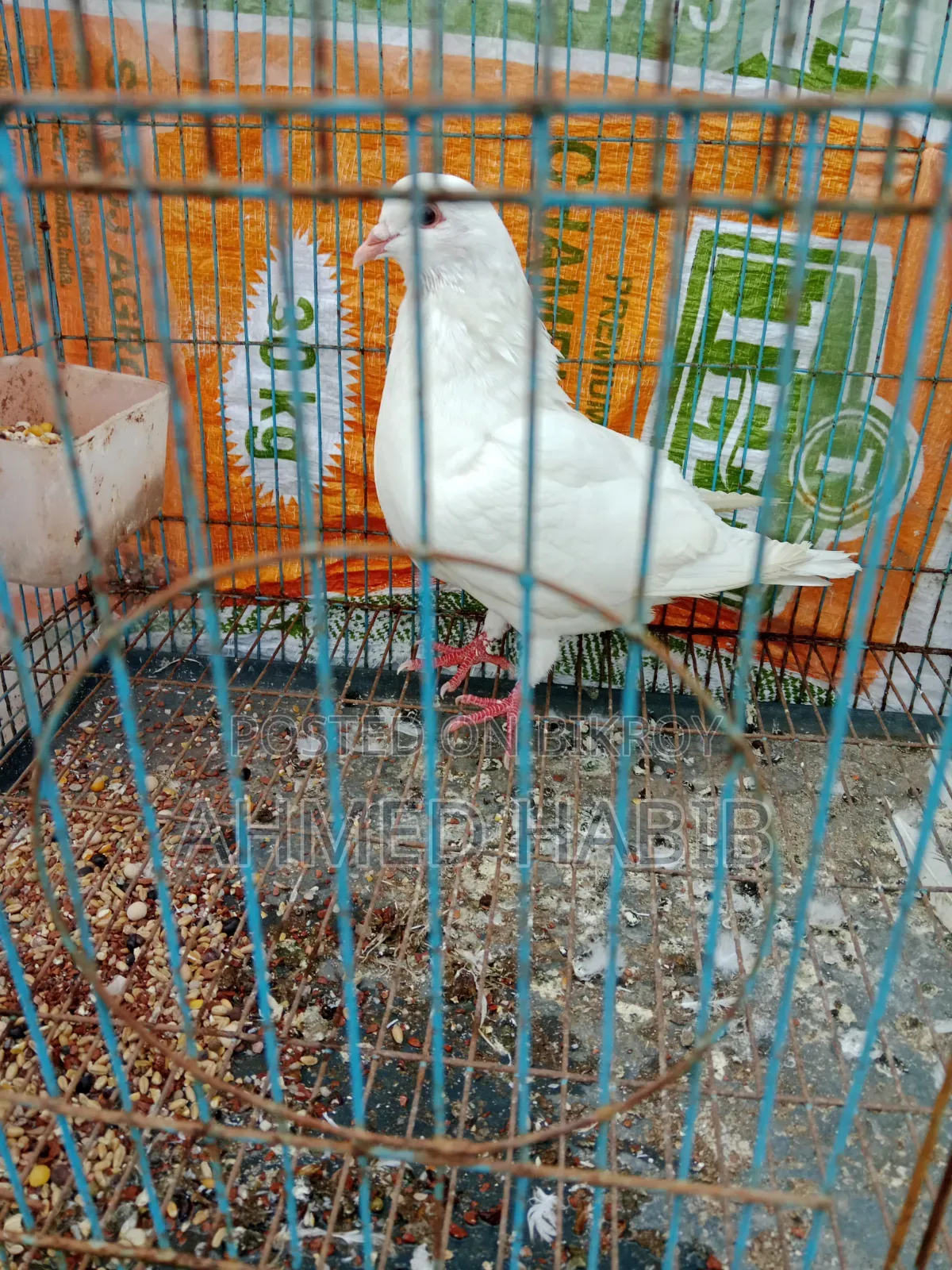 King Pigeon Female