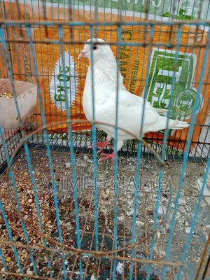 King Pigeon Female