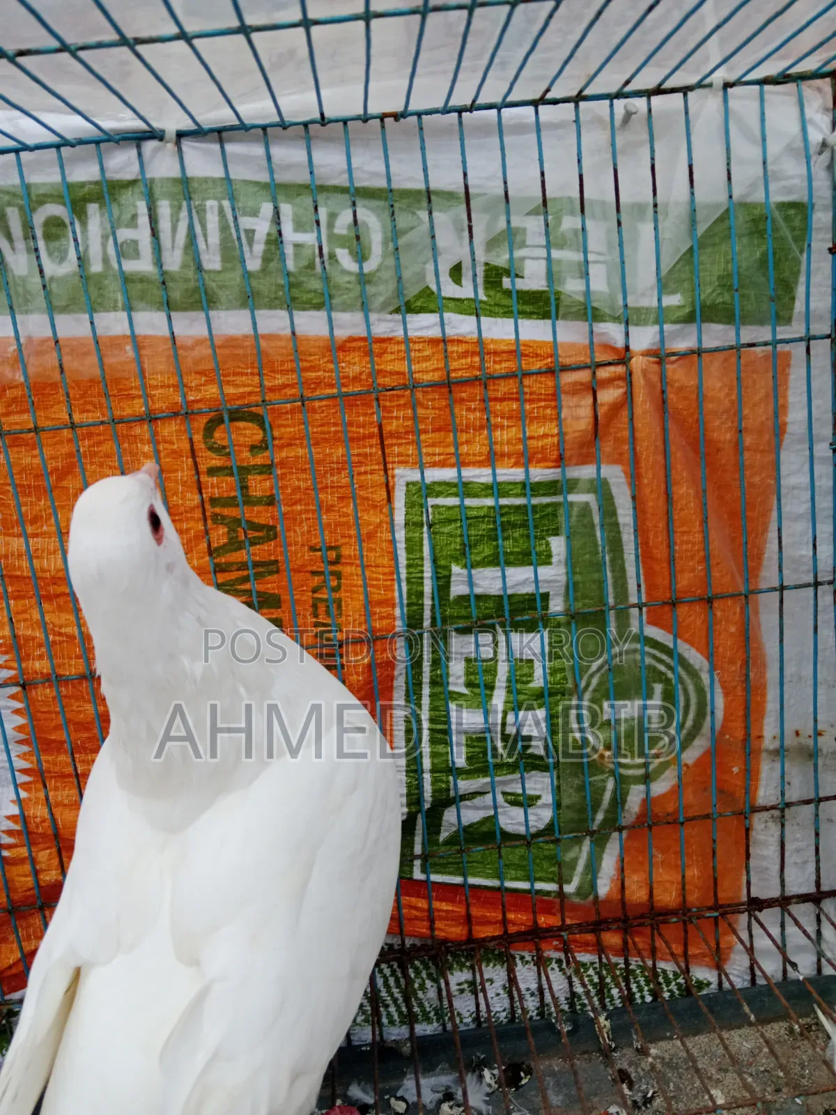 King Pigeon Female