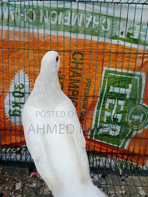 King Pigeon Female