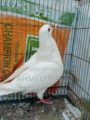 King Pigeon Female