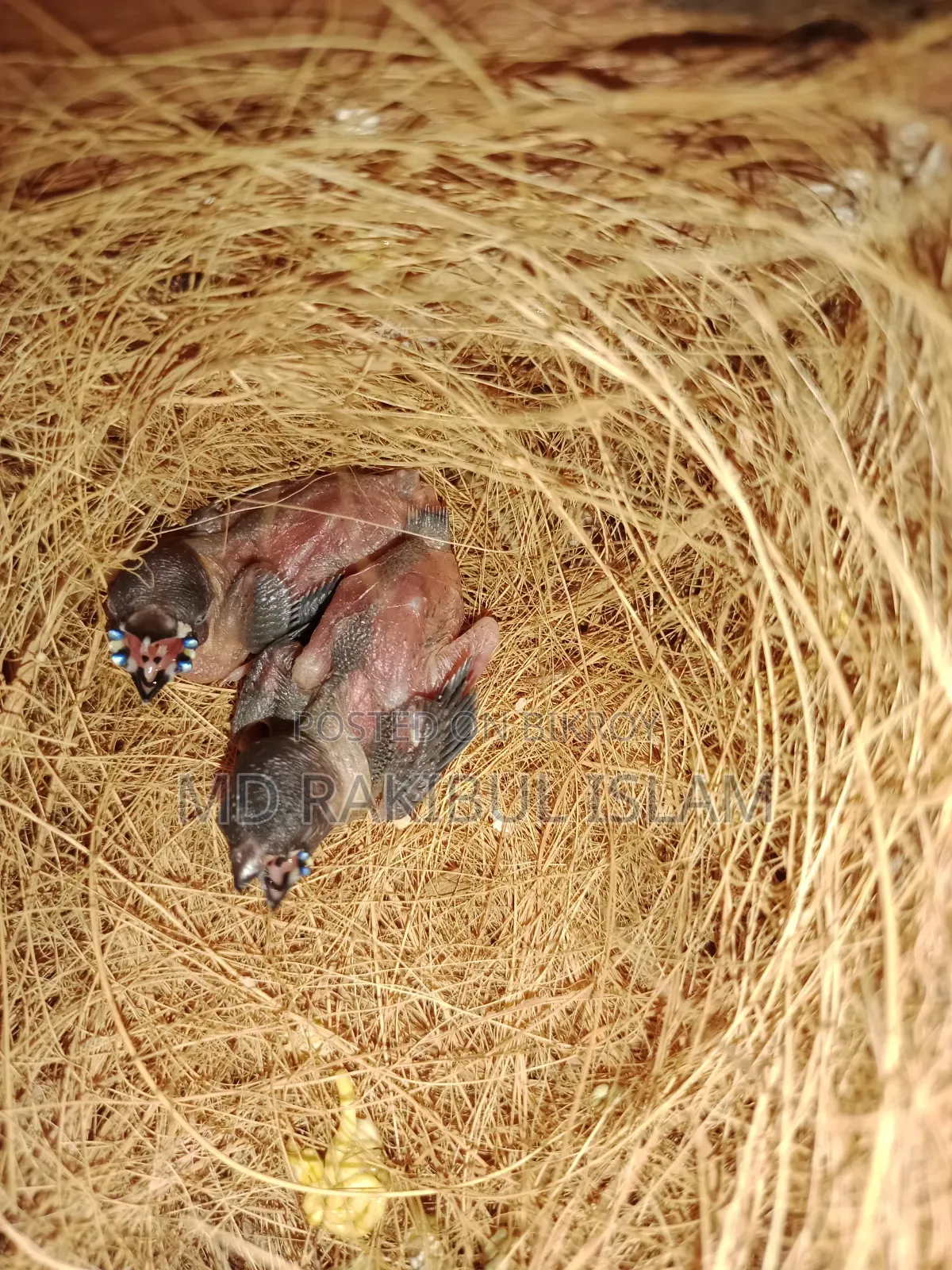 টেম্প সাইজ বেবী