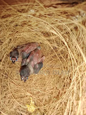 টেম্প সাইজ বেবী