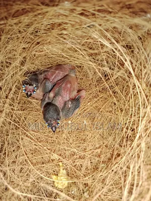 টেম্প সাইজ বেবী