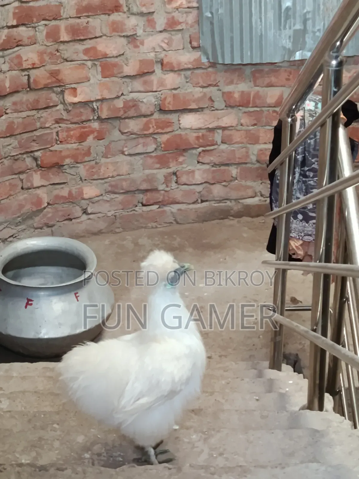 মেয়ে এডাল্ট সিল্কি মুরগি