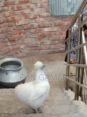 মেয়ে এডাল্ট সিল্কি মুরগি