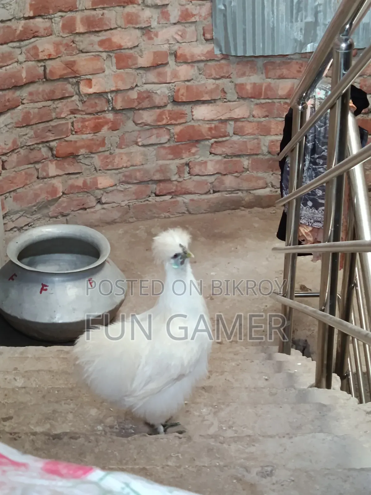 মেয়ে এডাল্ট সিল্কি মুরগি
