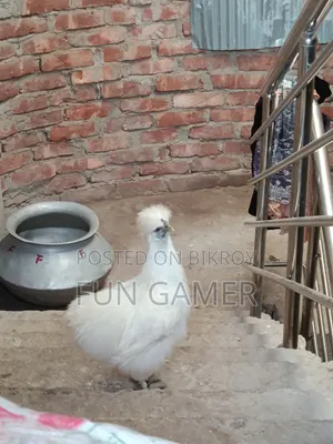 মেয়ে এডাল্ট সিল্কি মুরগি