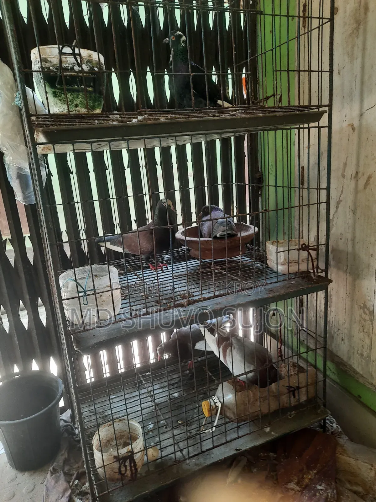 Pigeons for sale with cage