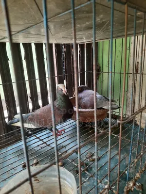 Pigeons for sale with cage