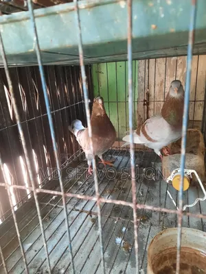Pigeons for sale with cage