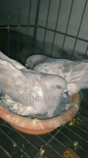 Red Khaki Pigeon