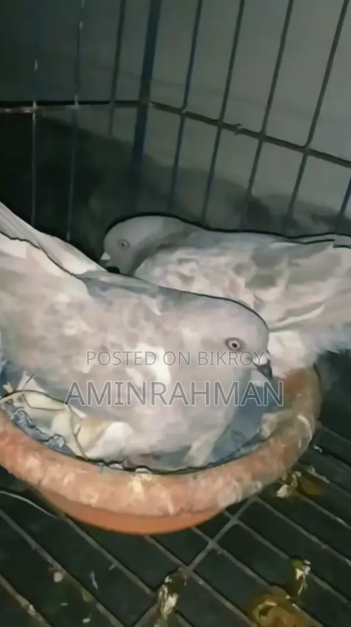 Red Khaki Pigeon