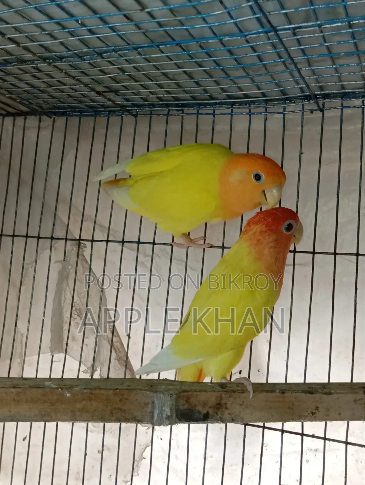 লাভ বার্ড জোড়া