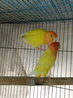 লাভ বার্ড জোড়া