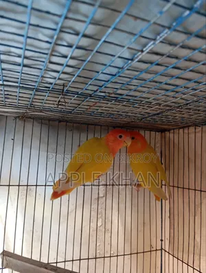 লাভ বার্ড জোড়া