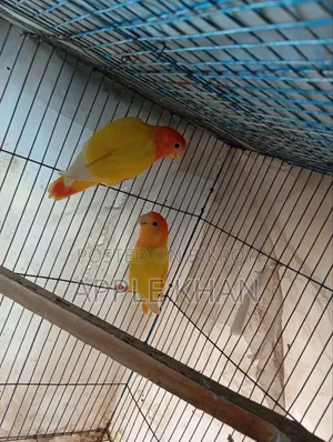 লাভ বার্ড জোড়া