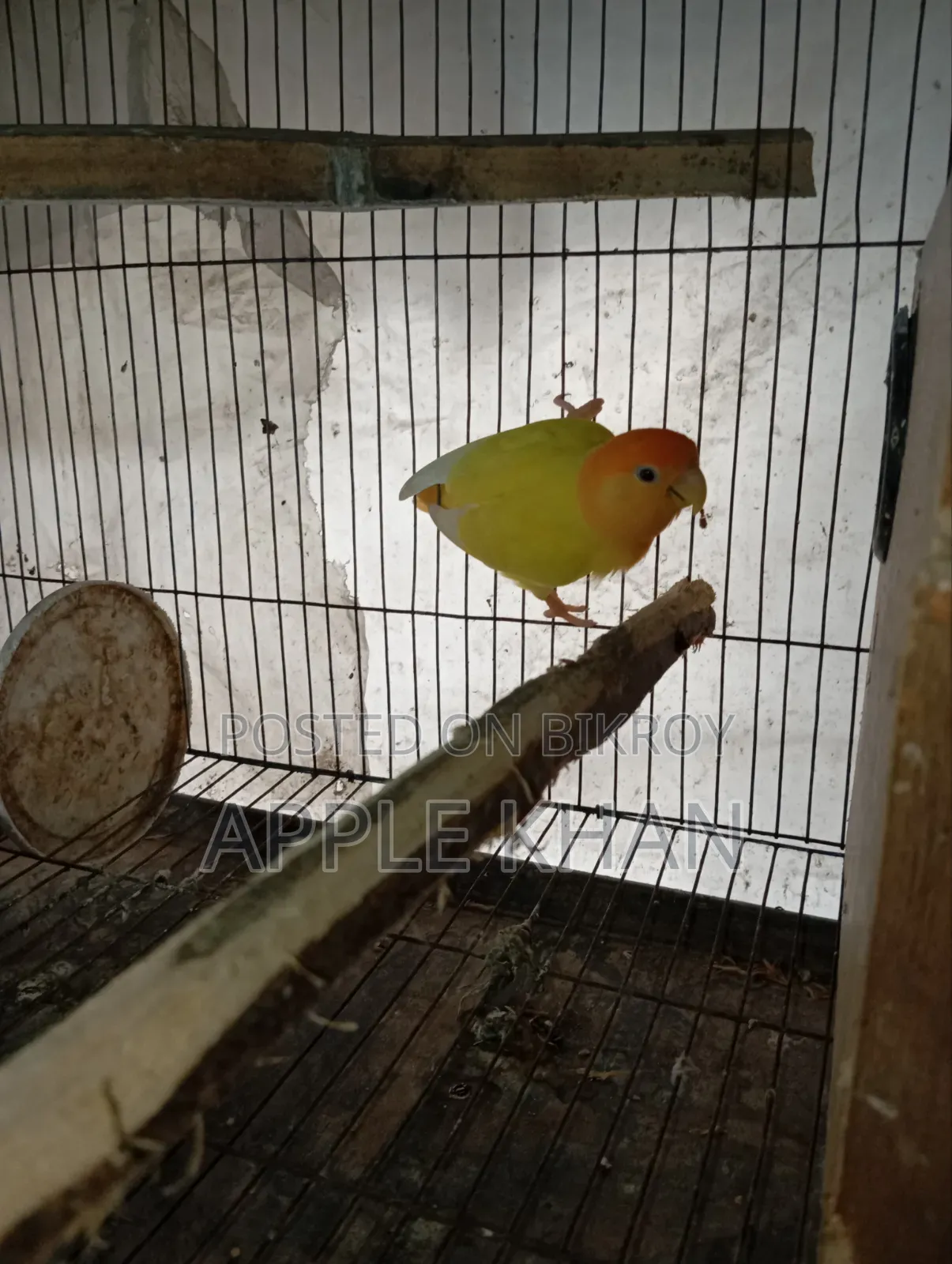 লাভ বার্ড জোড়া