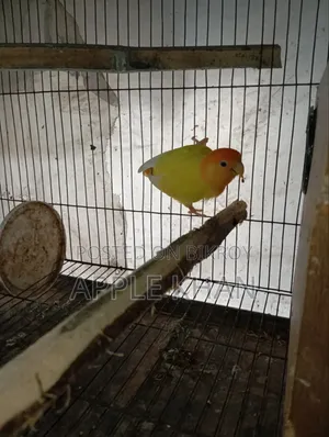 লাভ বার্ড জোড়া