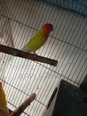 লাভ বার্ড জোড়া