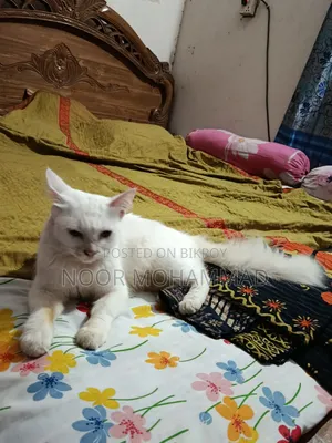 ১+ ইয়ার ফিমেল মিক্সড ব্রিড পারসিয়ান