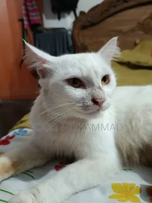 ১+ ইয়ার ফিমেল মিক্সড ব্রিড পারসিয়ান