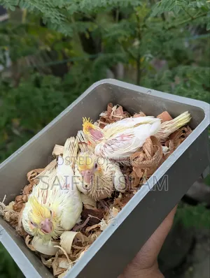 ককাটেল হ্যান্ডফিট বেবি