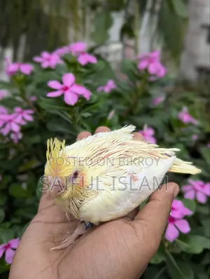 ককাটেল হ্যান্ডফিট বেবি