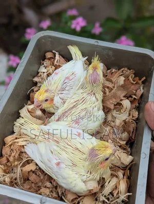 ককাটেল হ্যান্ডফিট বেবি