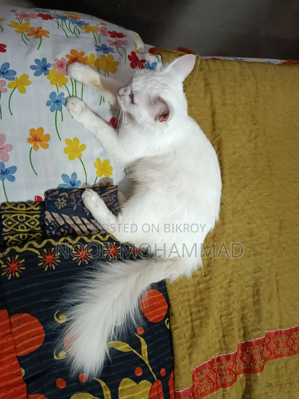 ১+ ইয়ার ফিমেল মিক্সড ব্রিড পারসিয়ান