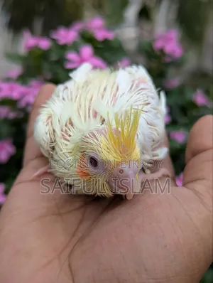 ককাটেল হ্যান্ডফিট বেবি