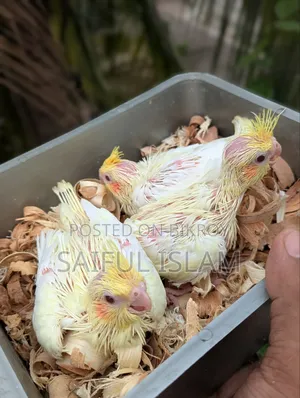 ককাটেল হ্যান্ডফিট বেবি