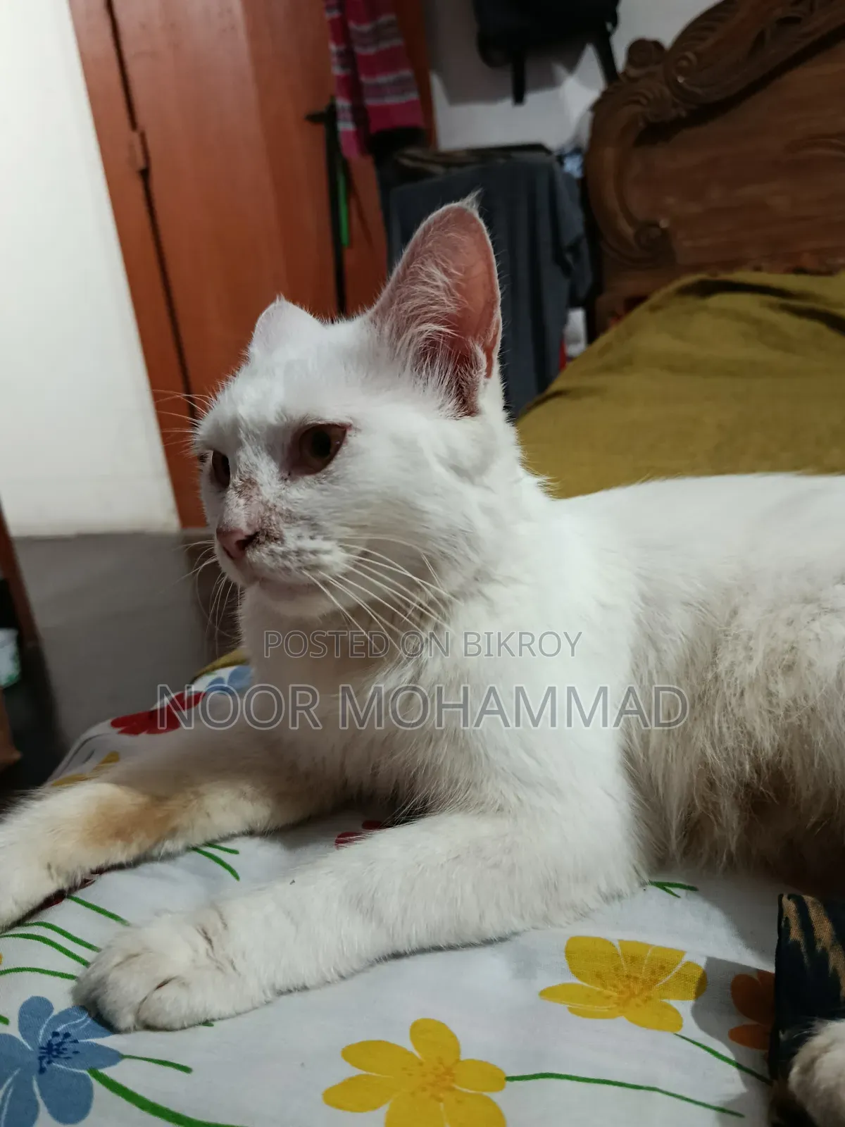 ১+ ইয়ার ফিমেল মিক্সড ব্রিড পারসিয়ান