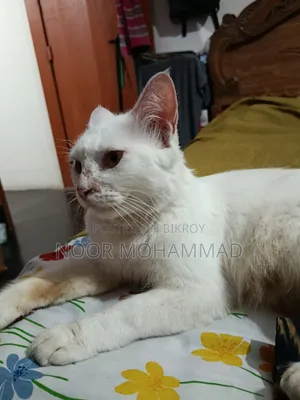 ১+ ইয়ার ফিমেল মিক্সড ব্রিড পারসিয়ান