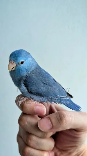ফরপাস প্রাপ্তবয়স্ক স্ত্রী