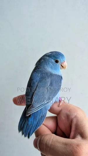 ফরপাস প্রাপ্তবয়স্ক স্ত্রী