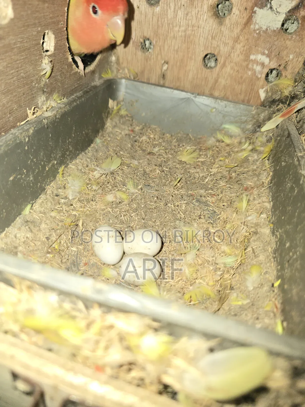 লাভ বার্ড মাস্টার জোড়া ডিমসহ