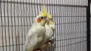Red Eye Cockatiel Pair