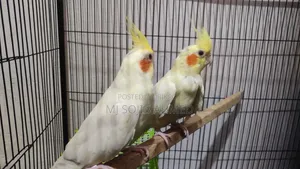 Red Eye Cockatiel Pair