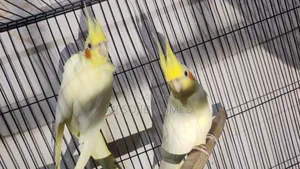 Red Eye Cockatiel Pair