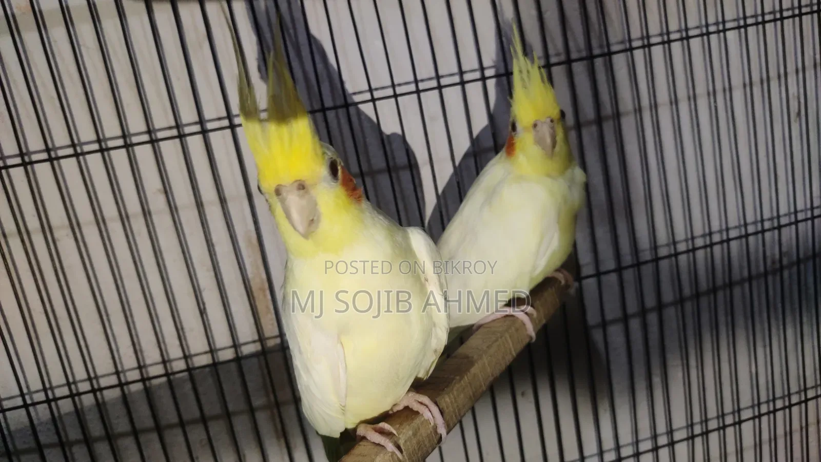 Red Eye Cockatiel Pair