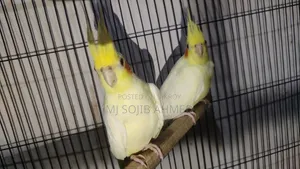 Red Eye Cockatiel Pair