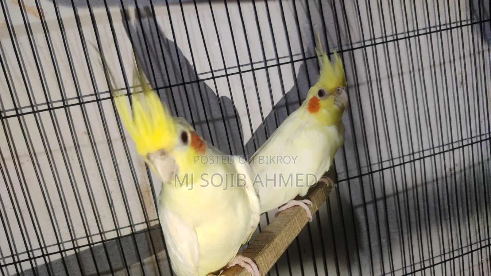 Red Eye Cockatiel Pair