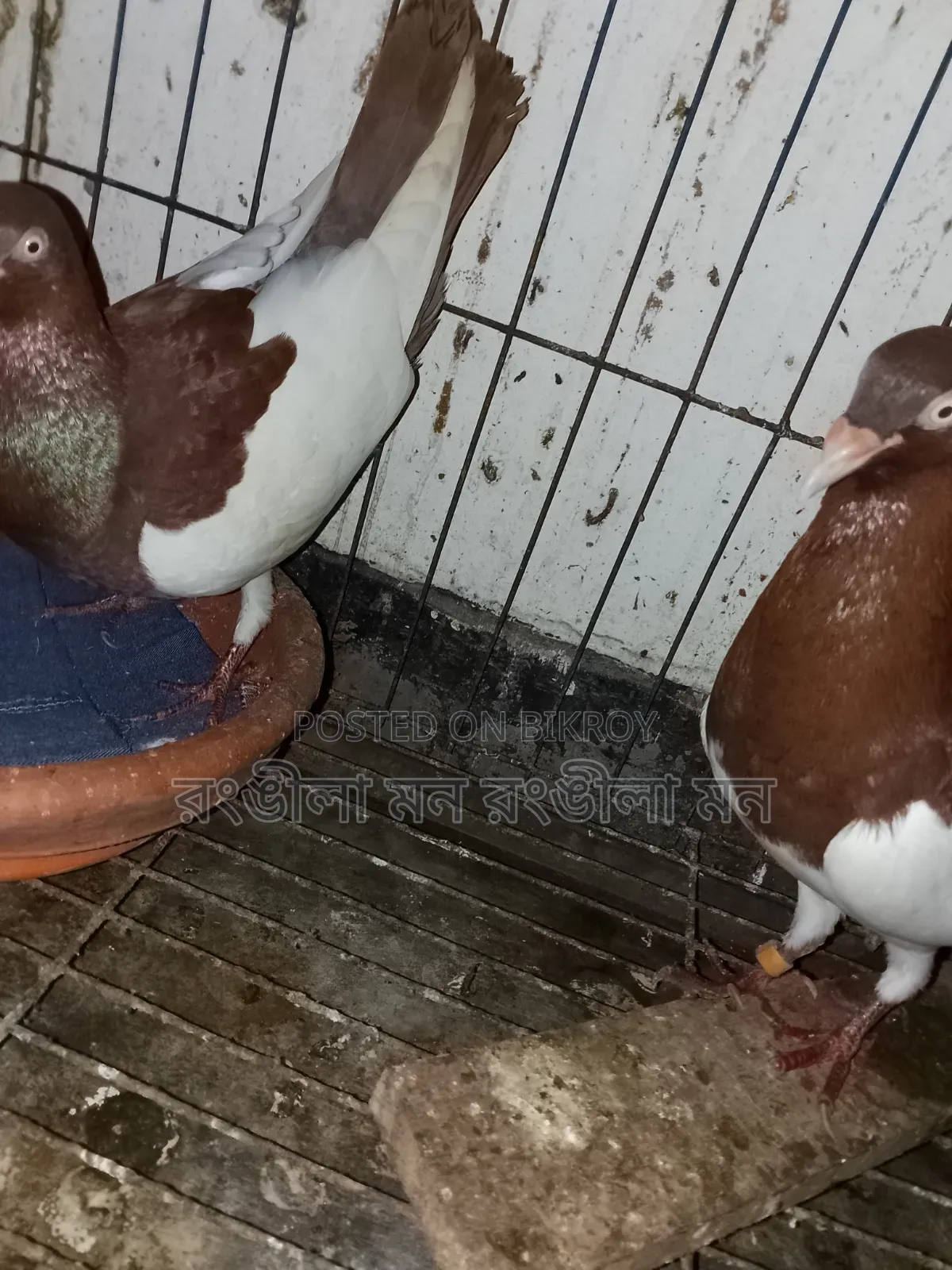 A pair of Red Magpie Pigeons for Sale