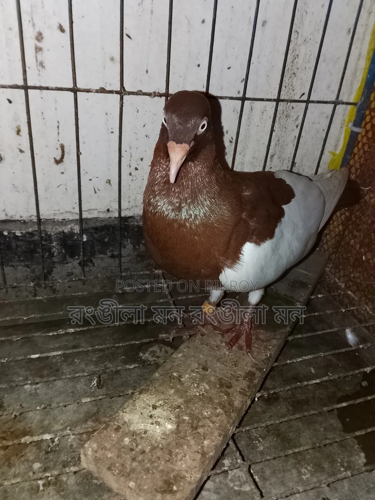 A pair of Red Magpie Pigeons for Sale
