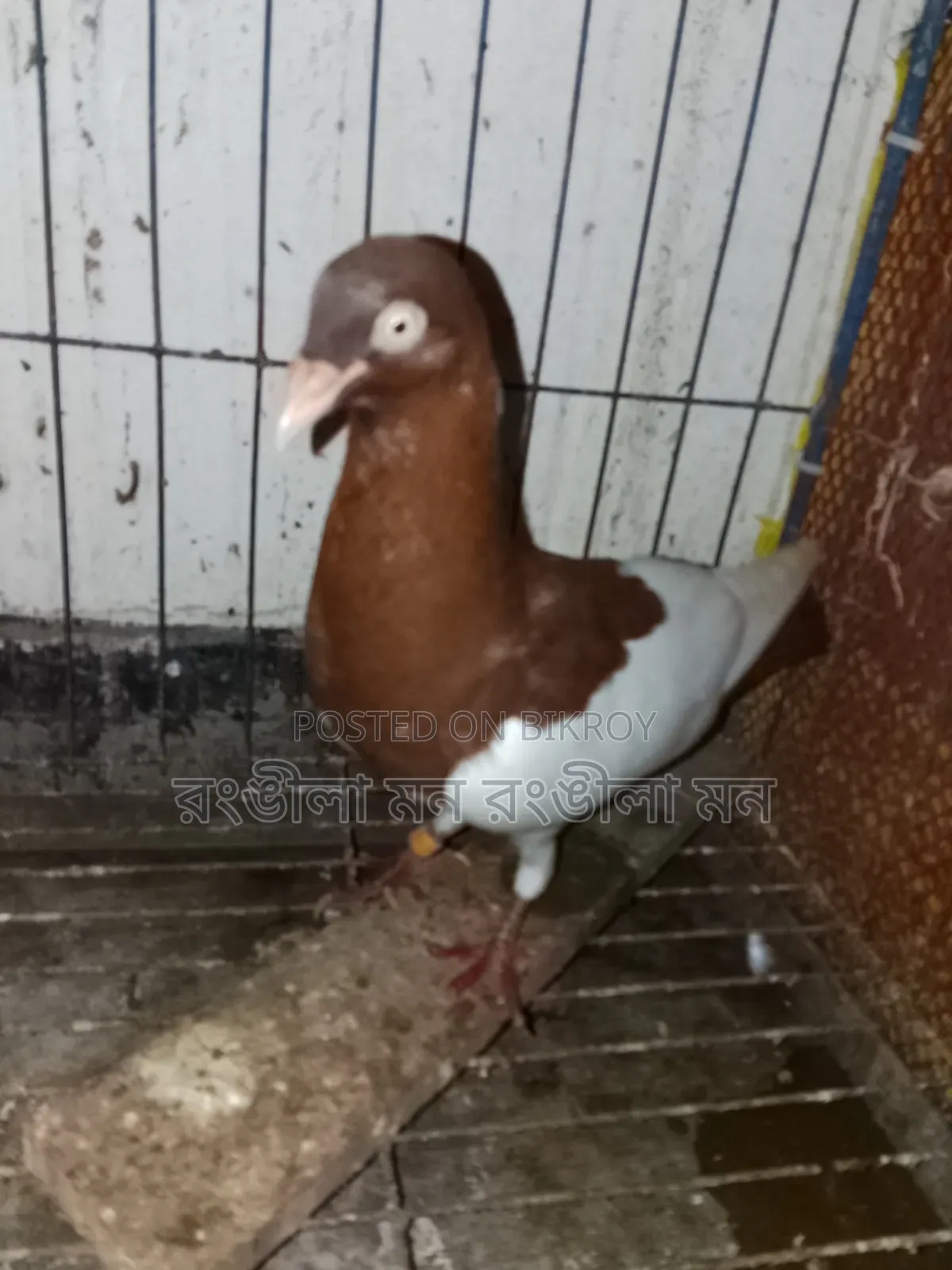 A pair of Red Magpie Pigeons for Sale