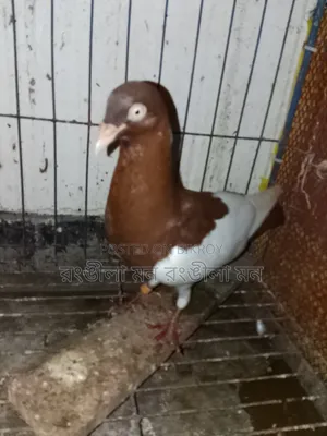 A pair of Red Magpie Pigeons for Sale
